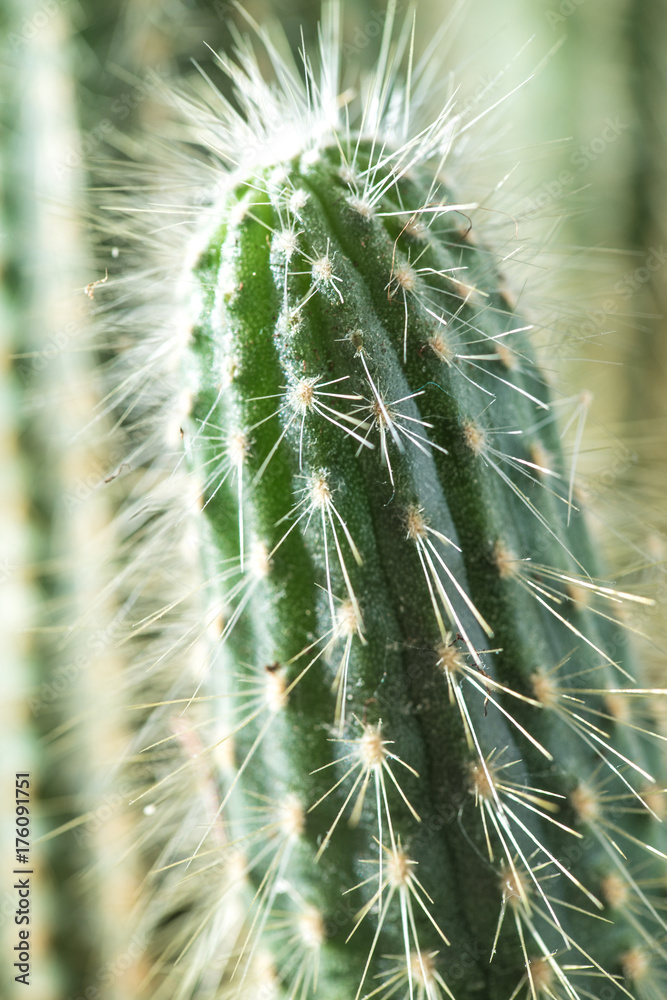 Cactus close-up. Home indoor plants with thorns. A succulent Cactus close-up. Home indoor plants with thorns. A succulent
