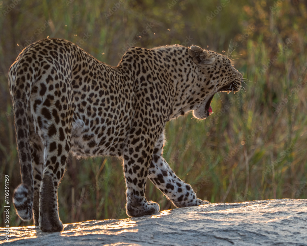 Obraz premium Leopards of Sabi Sand game reserve, South Africa