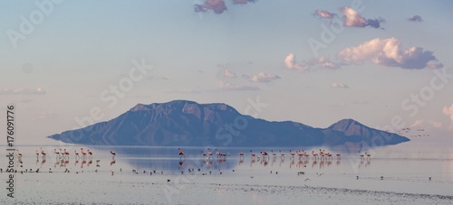 Flamingos at Lake Natron photo