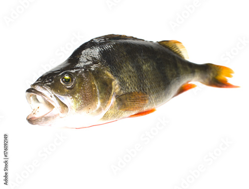 Fototapeta Naklejka Na Ścianę i Meble -  Perch fish isolated on white background