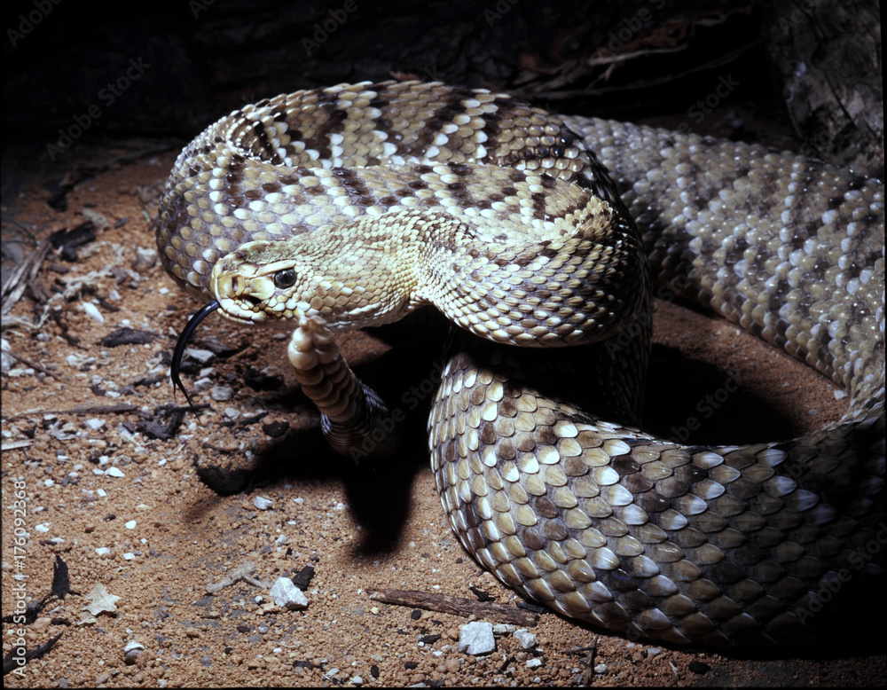 Fototapeta premium Mexican west coast rattlesnake, Crotalus basiliscus, explore the language of the neighborhood