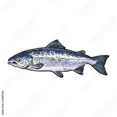 vector sketch cartoon style sea fish salmon. Isolated illustration on a white background. Seafood delicacy, restaurant menu decoration design object concept