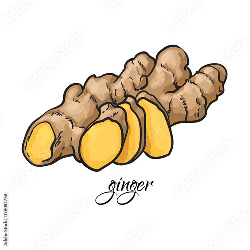 Hand drawn fresh ginger root with caption, sketch style vector illustration on white background. Realistic hand drawing of whole fresh ginger root with caprion