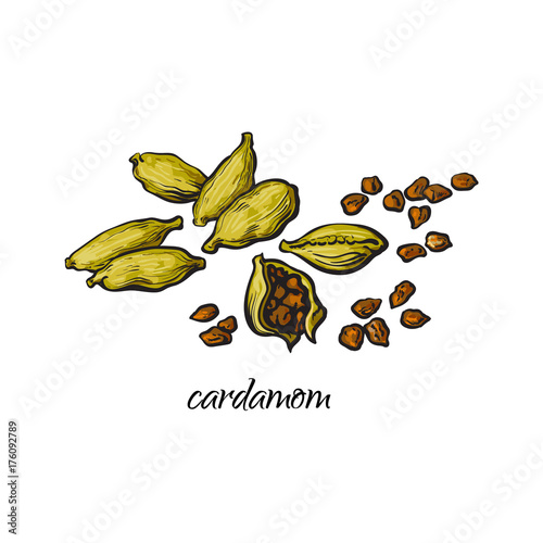 Pile, heap of cardamom, cardamon pods and seeds with caption, sketch style vector illustration isolated on white background. Hand drawn pile of cardamom seeds and green pods