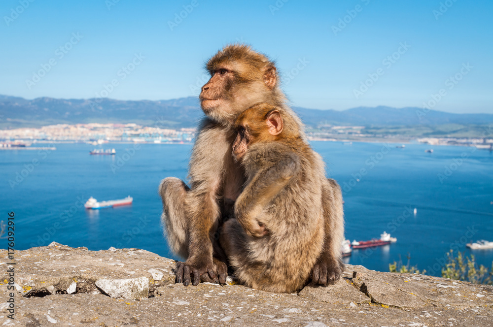 Naklejka premium Sitting Barbary macaques on top of the Rock of Gibraltar