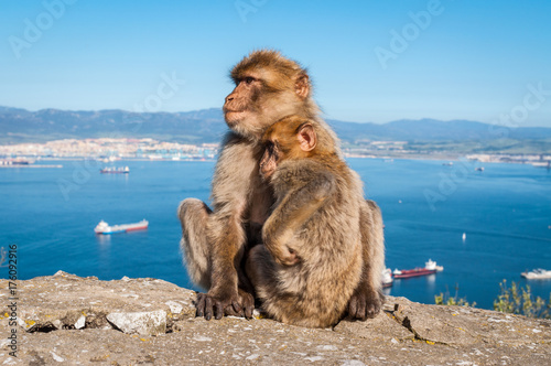 Sitting Barbary macaques on top of the Rock of Gibraltar © Val Traveller