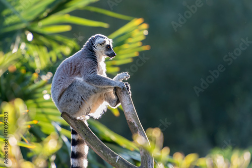 Lemur maki catta of Madagascaer sitted on a tree's branch, backlight lighting