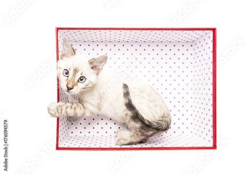 Fototapeta Naklejka Na Ścianę i Meble -  gattino bianco nella scatola rossa 