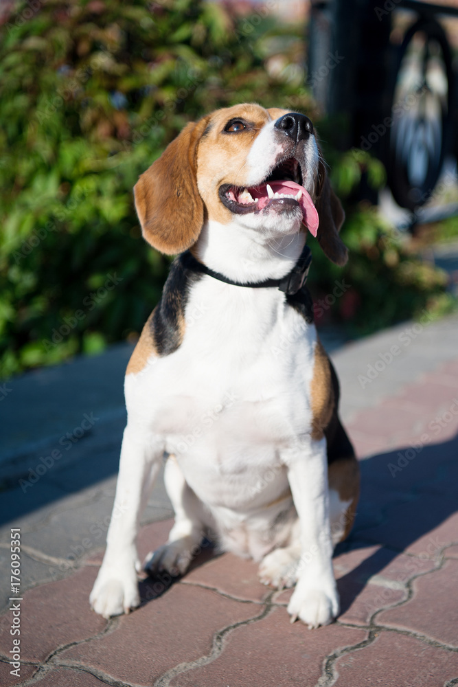 Puppy with white, brown and black hair on tiled pavement