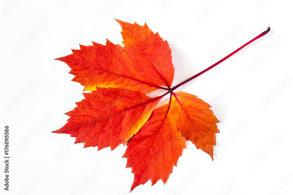 Red leaves, colorful autumn motif wallpaper Red leaves, colorful autumn motif wallpaper