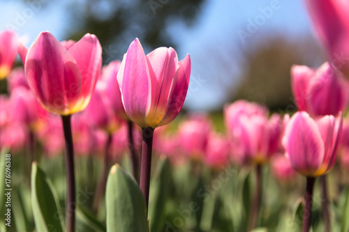 Fototapeta Naklejka Na Ścianę i Meble -  Tulips in The Sunshine