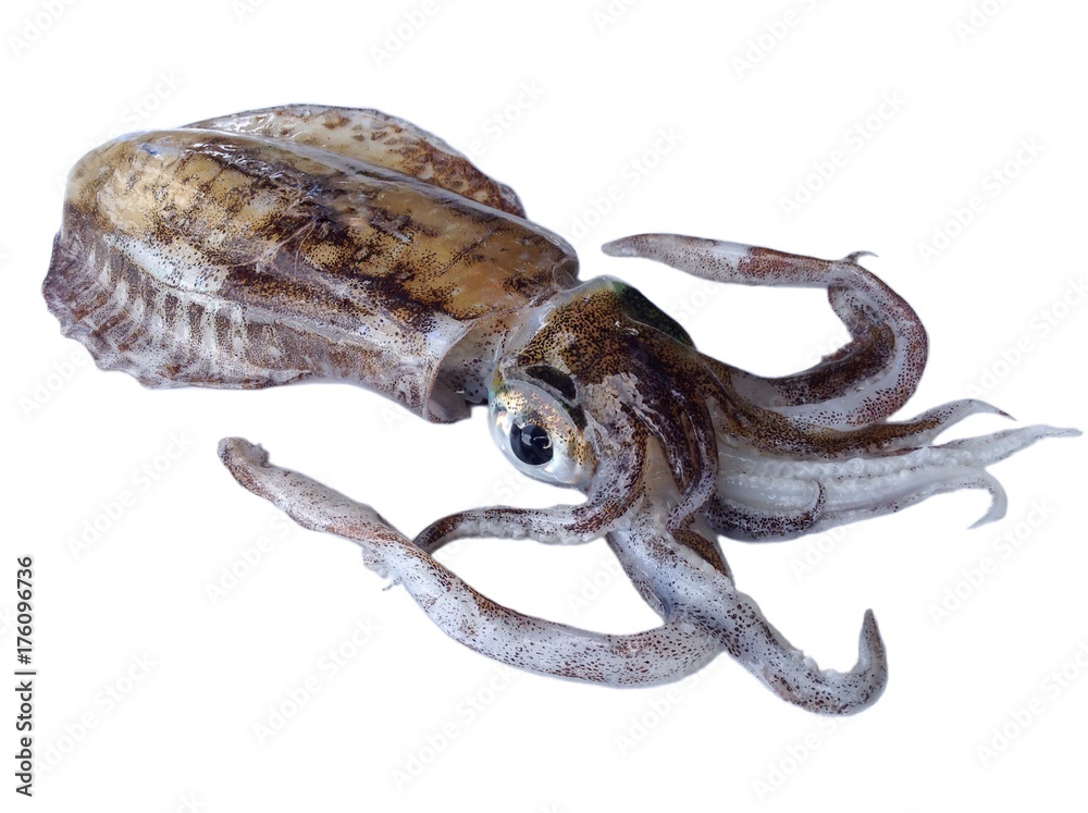 Fototapeta premium Soft cuttlefish,big fin reef squid isolated 