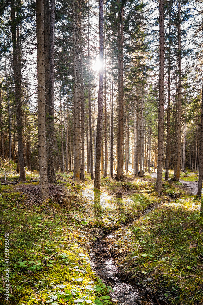 Obraz premium La luce del bosco