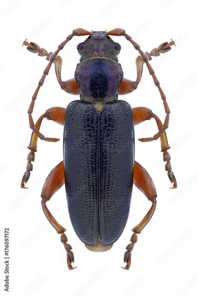 Beetle Plateumaris braccata on a white background Beetle Plateumaris braccata on a white background