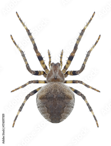 Spider Araneus angulatus on a white background
