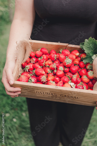 Strawberry Picking in Wooden Crate