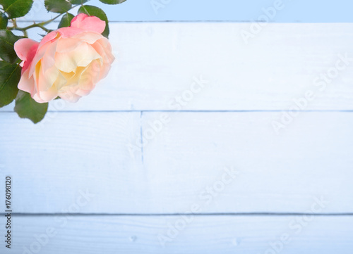 English orange rose on wooden background. Copy space. Mother's, Valentines, Women's, Wedding Day concept photo