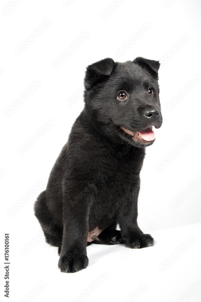 Black german shepherd puppy
