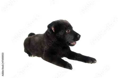 Fototapeta Naklejka Na Ścianę i Meble -  Black german shepherd puppy