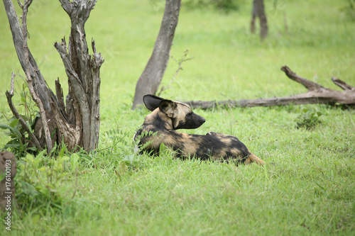 Wild Dog dangerous mammal animal africa savannah Kenya