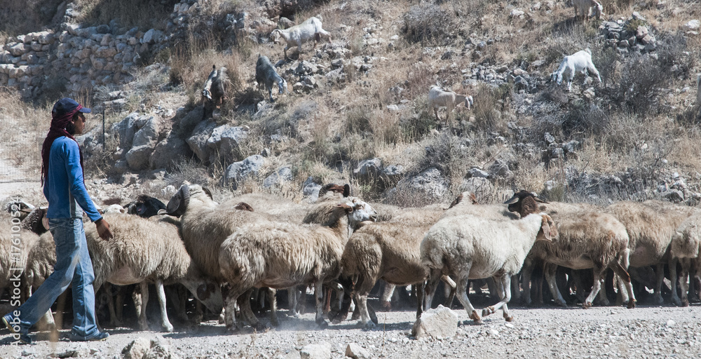 A Bedouin, shepherd walks with his flock of sheep past the Assyrian