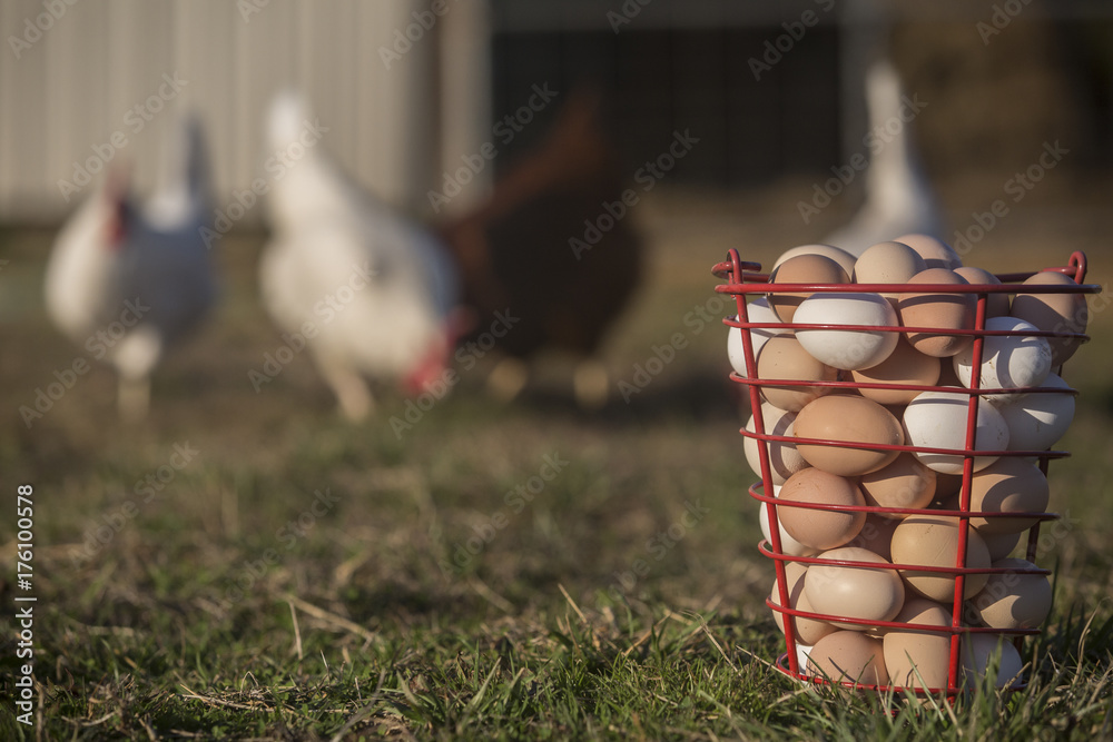 .Eggs sit in a wire basket after being gathered in the evening. While chickens peck the ground in the background. - obrazy, fototapety, plakaty 