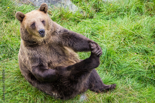 Brown bear (Ursus arctos)