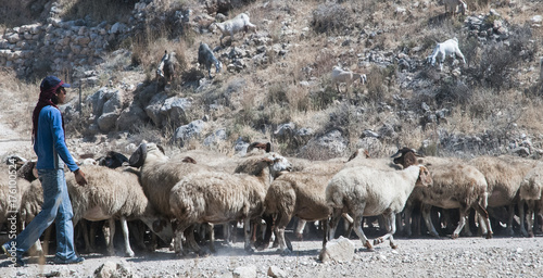 A Bedouin, shepherd walks with his flock of sheep past the Assyrian siege ramp at Tel-Lachish, Israel.