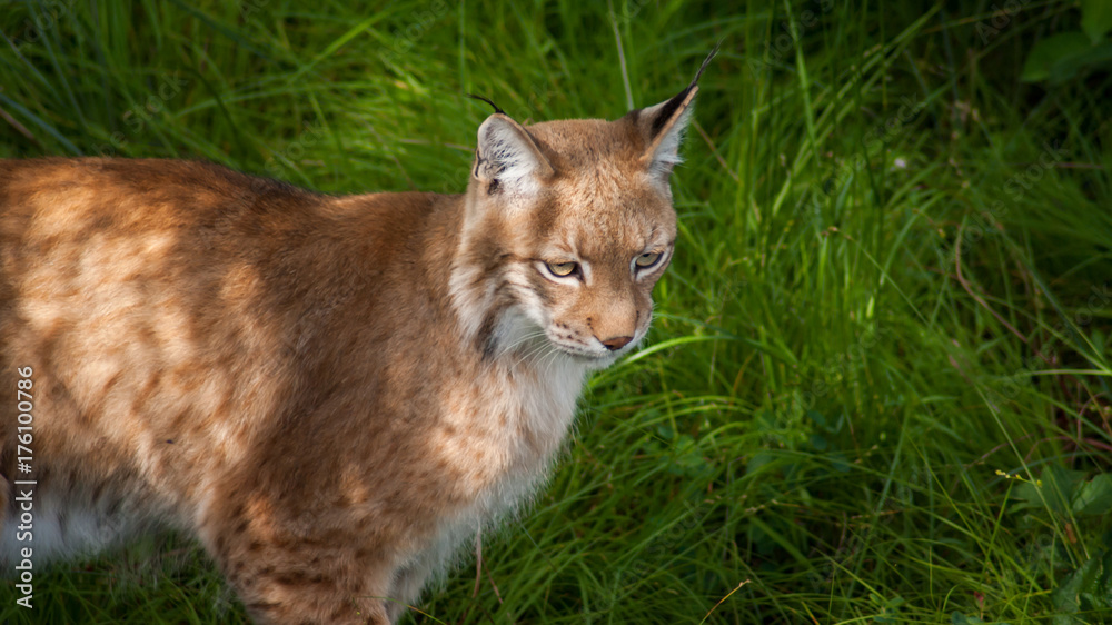 Bobcat (Lynx lynx)