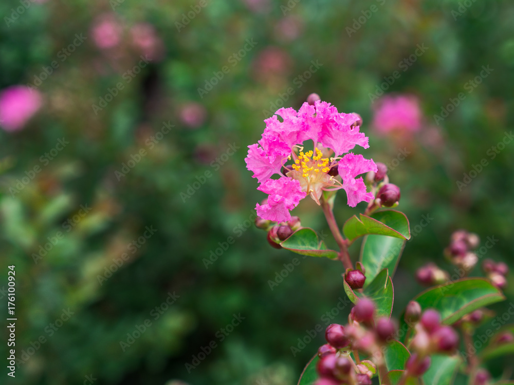 The Pink Crape Myrtle Flowers Blooming The Pink Crape Myrtle Flowers Blooming