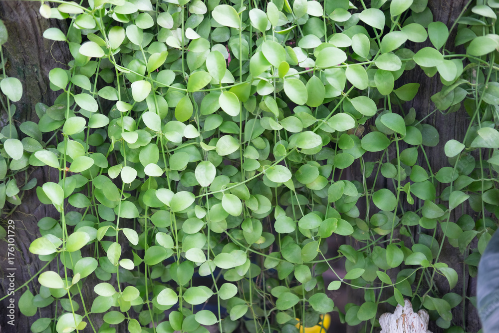 Dischidia nummularia Variegata Dischidia nummularia Variegata