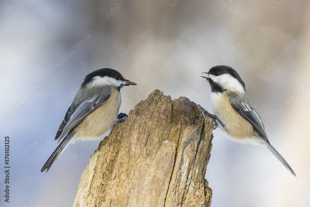 Naklejka premium black capped chickadee in winter