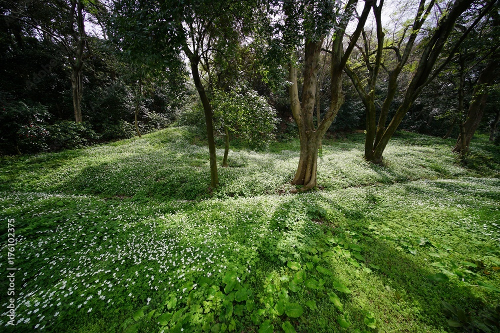 Obraz premium ニリンソウの花