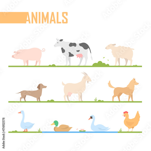 Fototapeta Naklejka Na Ścianę i Meble -  Set of farm animals - modern vector cartoon isolated illustration