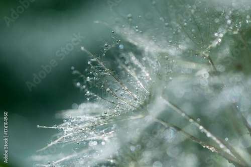 Macro of a dandelion with small drops of dew. soft selective focus