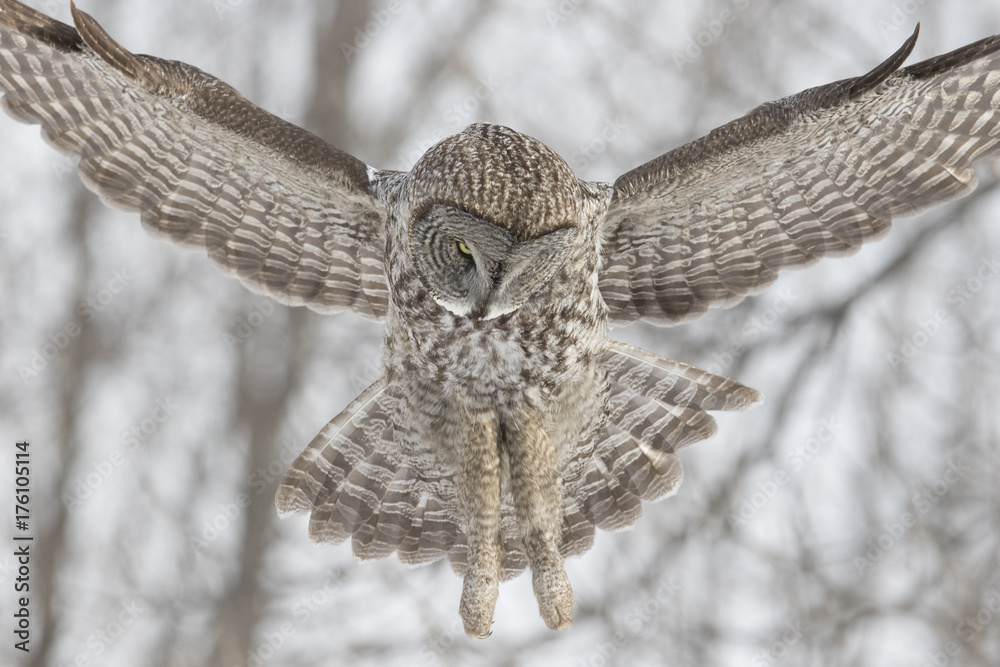 Obraz premium great grey owl in winter