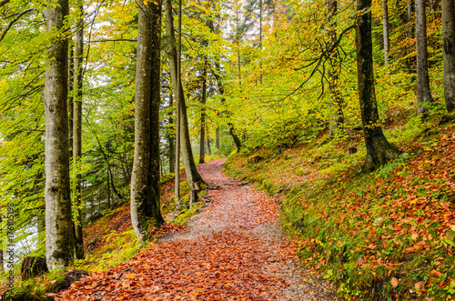Autumn Trail 