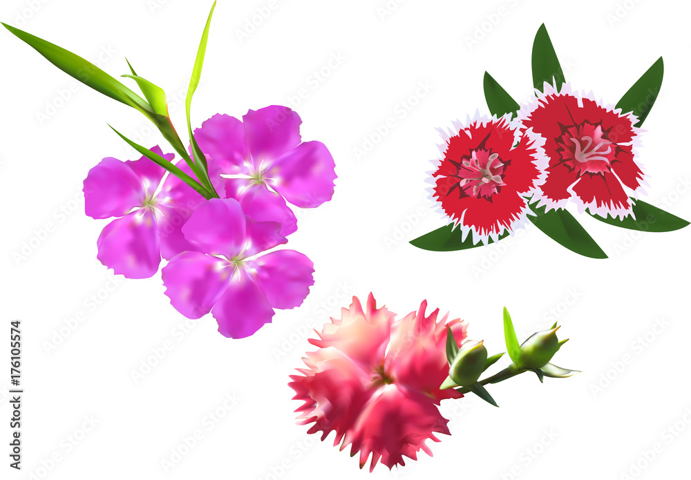 three pink flowers with leaves on white