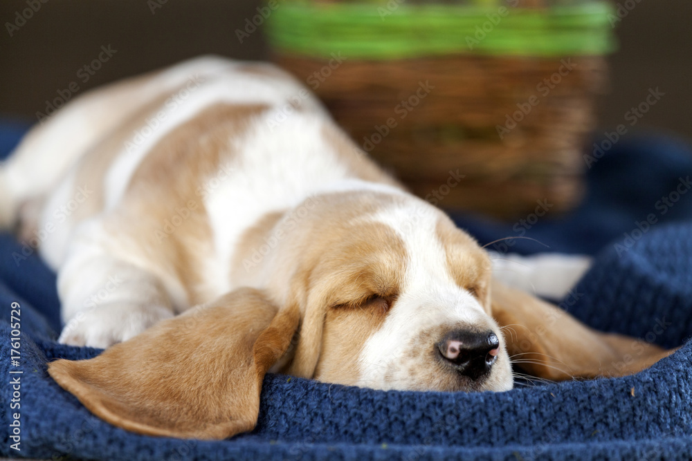 Gently Basset hound puppy lying on the blanket and sleeping Gently Basset hound puppy lying on the blanket and sleeping