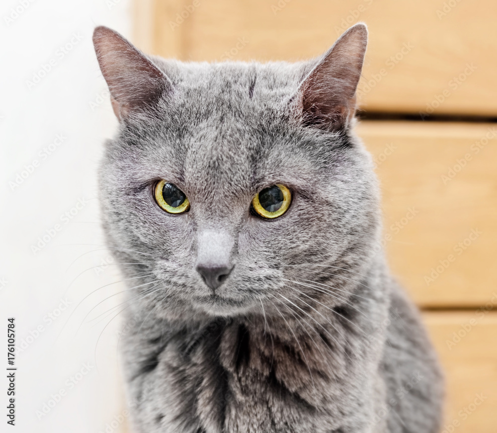 Gray cat is focused