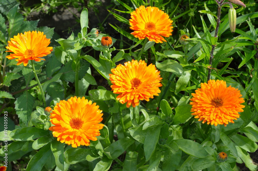 Fototapeta premium Kwitnący nagietek (łac. Calendula officinalis) w ogrodzie