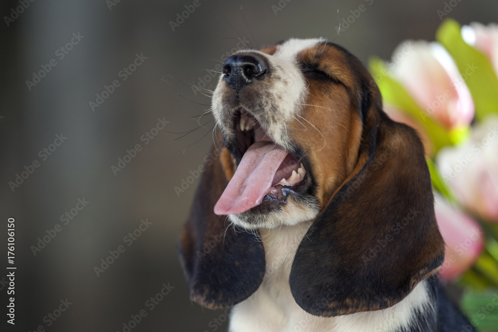 Sweet little gentle puppy Basset hound with very long ears Sweet little gentle puppy Basset hound with very long ears