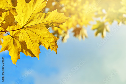 Yellow maple leaves illuminated by sun rays on blue sky background 