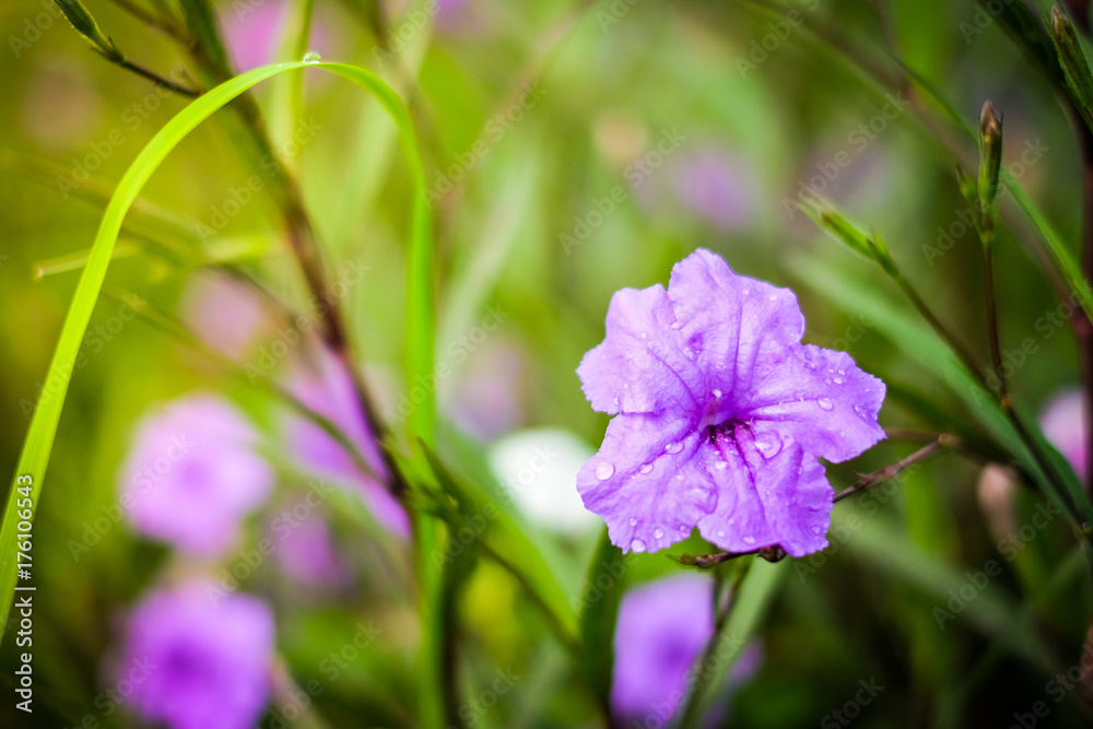 Close up Ruellia tuberosa (Ruellia clandestina) is violet flowers blooming with water drop in the garden with sunshine morning for flower background or texture - nature concept. Close up Ruellia tuberosa (Ruellia clandestina) is violet flowers blooming with water drop in the garden with sunshine morning for flower background or texture - nature concept.