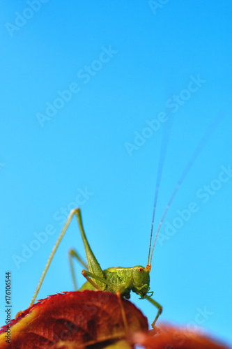 Green grasshopper on rose-branch in studiosetting photo