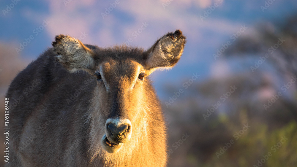 Fototapeta premium Wasserbock beim fressen