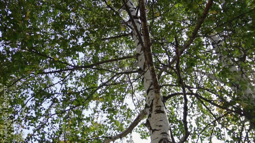 The sun shines through the birch grove in summer
The sun shines through the birch grove in summer