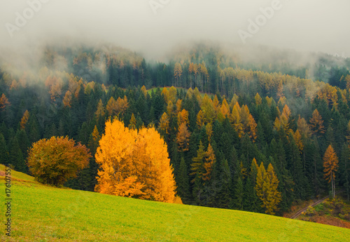 Scenic autumn landscape in the mountains with yellow tree, Alpe di Siusi, Dolomite Alps, Italy.