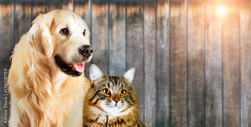 Cat and dog, siberian kitten , golden retriever together on wooden background - obrazy, fototapety, plakaty 