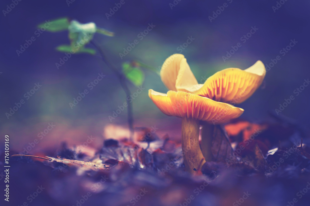 Obraz premium leuchtende Pilze im Wald